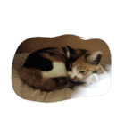 猫のくうちゃんスタンプ（個別スタンプ：12）