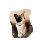 猫のくうちゃんスタンプ（個別スタンプ：13）