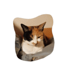猫のくうちゃんスタンプ（個別スタンプ：14）
