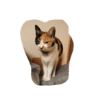 猫のくうちゃんスタンプ（個別スタンプ：15）