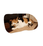 猫のくうちゃんスタンプ（個別スタンプ：16）