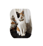 猫のくうちゃんスタンプ（個別スタンプ：20）
