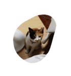猫のくうちゃんスタンプ（個別スタンプ：21）
