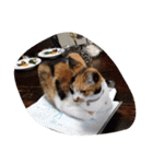 猫のくうちゃんスタンプ（個別スタンプ：22）