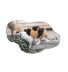 猫のくうちゃんスタンプ（個別スタンプ：23）