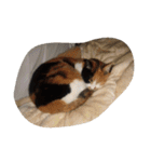 猫のくうちゃんスタンプ（個別スタンプ：24）