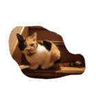 猫のくうちゃんスタンプ（個別スタンプ：26）