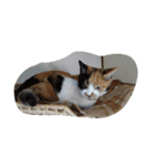 猫のくうちゃんスタンプ（個別スタンプ：29）