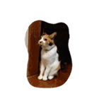 猫のくうちゃんスタンプ（個別スタンプ：31）