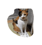 猫のくうちゃんスタンプ（個別スタンプ：35）