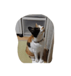 猫のくうちゃんスタンプ（個別スタンプ：36）