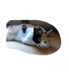 猫のくうちゃんスタンプ（個別スタンプ：38）