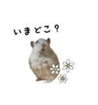 ハムスターはなまるさんのはなまる日和。（個別スタンプ：15）