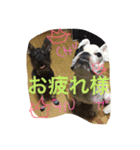 ハムとアンディ 2（個別スタンプ：10）