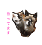 ボマキオ団2 （飼い主現る）（個別スタンプ：9）