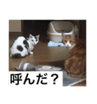 ボマキオ団2 （飼い主現る）（個別スタンプ：10）