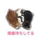 ボマキオ団2 （飼い主現る）（個別スタンプ：13）