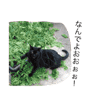 ボマキオ団2 （飼い主現る）（個別スタンプ：17）
