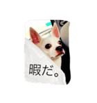 アイアムバブルマン。〜茶色い弟子と共に〜（個別スタンプ：1）