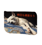 アイアムバブルマン。〜茶色い弟子と共に〜（個別スタンプ：3）