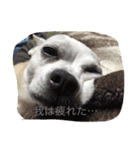 アイアムバブルマン。〜茶色い弟子と共に〜（個別スタンプ：7）