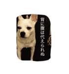 アイアムバブルマン。〜茶色い弟子と共に〜（個別スタンプ：12）