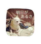 アイアムバブルマン。〜茶色い弟子と共に〜（個別スタンプ：13）