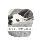 アイアムバブルマン。〜茶色い弟子と共に〜（個別スタンプ：19）