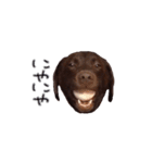 チョコラブmoca（個別スタンプ：13）
