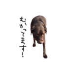 チョコラブmoca（個別スタンプ：19）