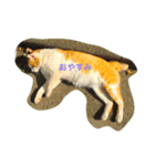 のら猫（個別スタンプ：1）