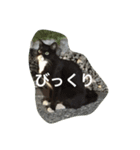 のら猫（個別スタンプ：2）
