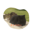 のら猫（個別スタンプ：3）
