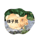 のら猫（個別スタンプ：5）
