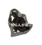 のら猫（個別スタンプ：6）