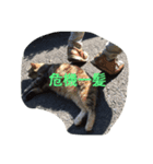 のら猫（個別スタンプ：8）