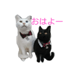 ネコがいて幸せな生活（個別スタンプ：3）