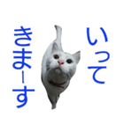 ネコがいて幸せな生活（個別スタンプ：4）