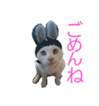 ネコがいて幸せな生活（個別スタンプ：5）