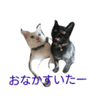 ネコがいて幸せな生活（個別スタンプ：6）