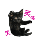 ネコがいて幸せな生活（個別スタンプ：7）
