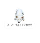 茶々丸＆コロ助 2（個別スタンプ：8）
