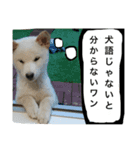 茶々丸＆コロ助 2（個別スタンプ：13）