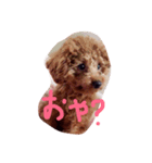 こころ★いぬ（個別スタンプ：3）