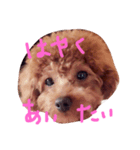 こころ★いぬ（個別スタンプ：5）