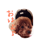 こころ★いぬ（個別スタンプ：7）