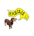 ダックスと黄色い吹き出し（個別スタンプ：1）