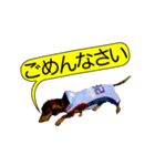 ダックスと黄色い吹き出し（個別スタンプ：3）
