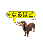 ダックスと黄色い吹き出し（個別スタンプ：4）