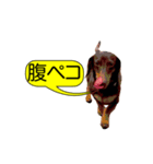 ダックスと黄色い吹き出し（個別スタンプ：5）